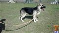 classified ad